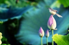 形容荷花优美句子 描写荷花的句子