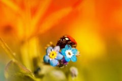 牵牛花唯美句子 描写牵牛花的句子