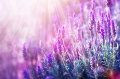 开心阳光的网名女生 带阳光二字的女生网名