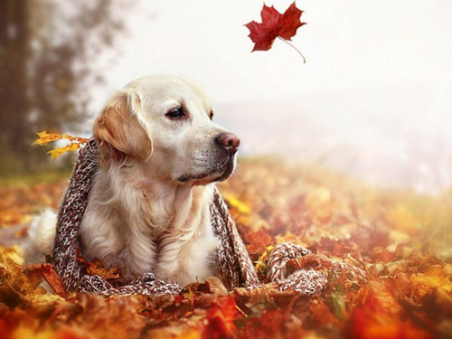 婚礼上对妻子说的话