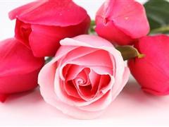 描写玫瑰花的优美句子 赞美玫瑰花的优美短句