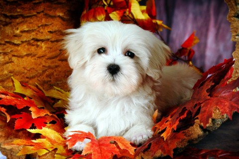 害怕失去一个人的句子