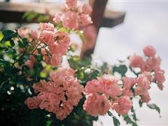 描写夕阳的好段 关于夕阳的好段