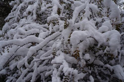 下雪的优美句子