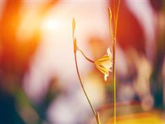 关于宽容的唯美句子 宽容理解唯美句子