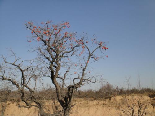 描写故乡的好段