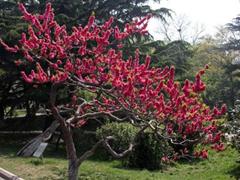 春光明媚的句子 描写春光明媚的句子