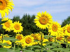 阳光励志的句子 2018最励志的句子