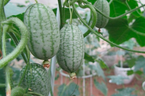 描写柳树的优美句子