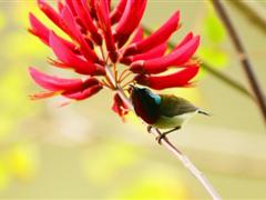 描写太阳的好词好句 关于太阳的好词好句