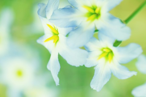 描写空气清新的段落