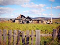 描写梅花的好段