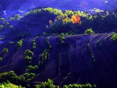 赞美春天的句子 描写春天的优美短句