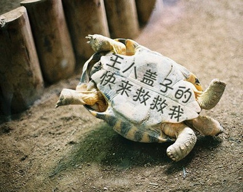 发朋友圈简短搞笑句子 朋友圈搞笑句子加配图