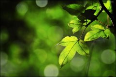 叶字开头的网名唯美清纯