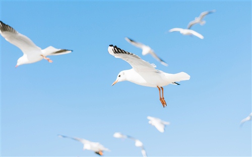 致心上人的早安心语