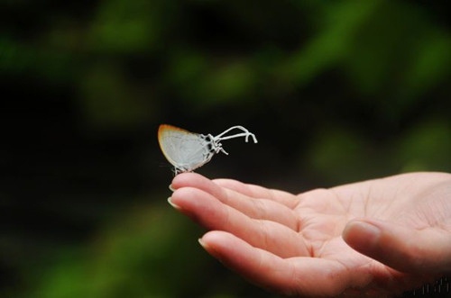 三伏天热成狗的说说