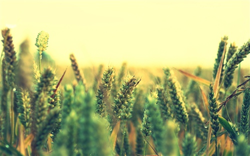 描写风景美到极致的句子