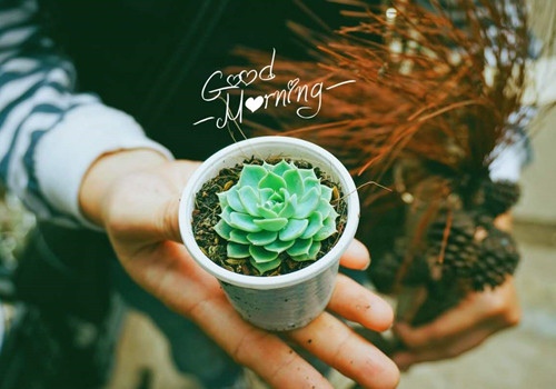 适合早上发朋友圈的文案和图片