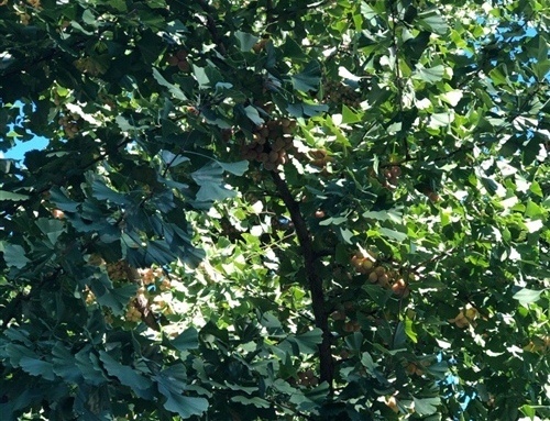 关于银杏树的优美句子