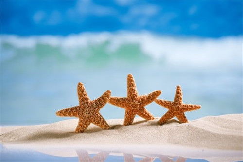 野性又迷人的网名