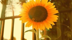 可以写在书上的励志仙气句子