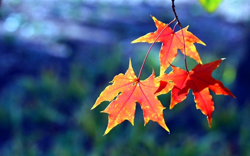 2021最好听的网名女生昵称