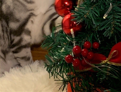 圣诞节写给闺蜜的话