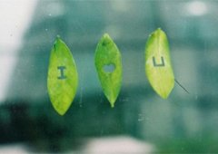 阳光照进屋内的唯美句子