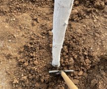 描写植树节的优美句子40字