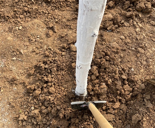 描写植树节的优美句子40字