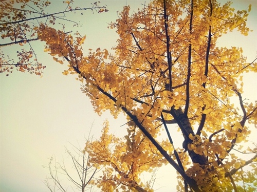 带红的三个字的微信网名