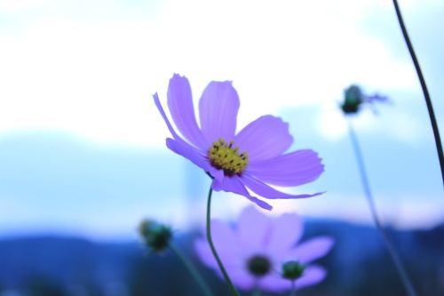 吸引异性的女士微信网名