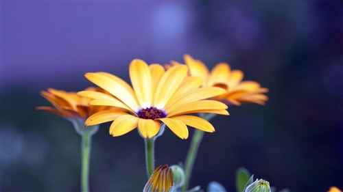 好听又容易记住的微信昵称