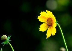 男生昵称简约一字丧