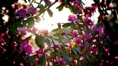 温柔干净的文案励志句子短