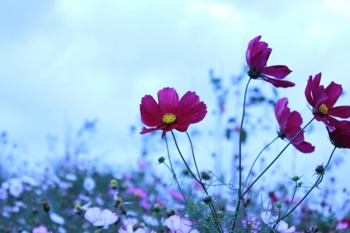 感恩妈妈暖心短句