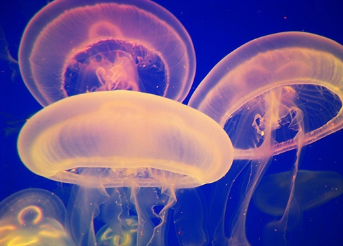 有关感恩的词语和句子