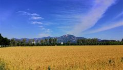 关于描写麦穗的优美句子