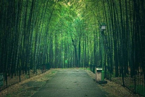 竹子扎根的励志句子