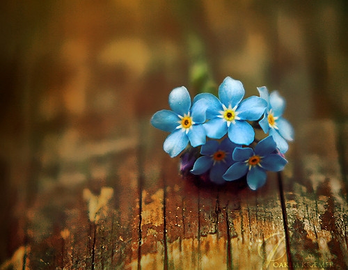 文案收藏已久的句子