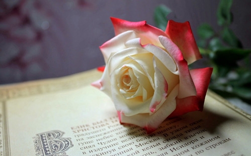 超暖的句子八字简短