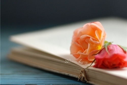 彼此照顾的句子