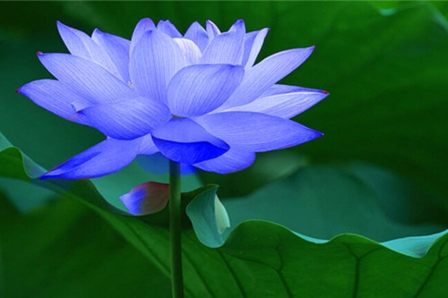 有关荷花的诗句古诗一年级