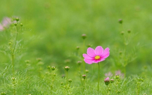 一定要用心的座右铭