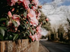 享受春天的气息句子