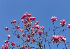 春天赏花的朋友圈说说