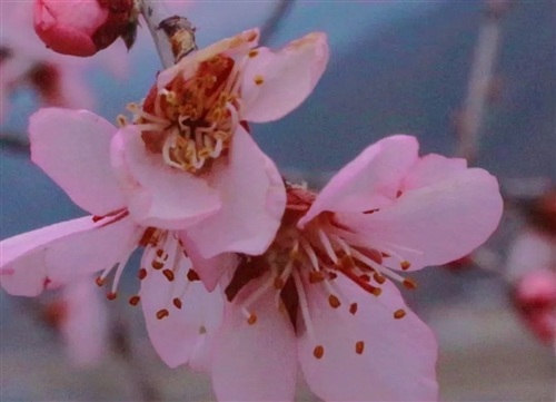 适合春天出去玩的句子 春天出游的好心情句子