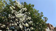 朋友圈最适合清明节写的句子