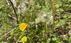 清明祭祖发朋友圈的句子